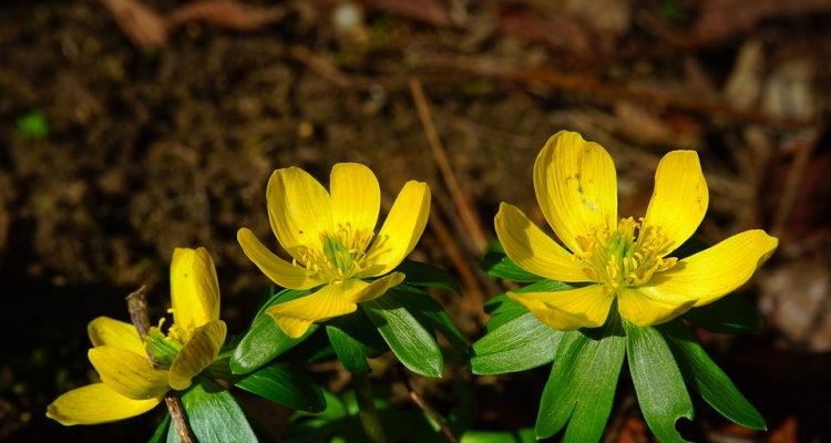 Należy do rodziny jaskrowatych i jest prawdziwym zwiastunem wiosny Fot.Pixabay