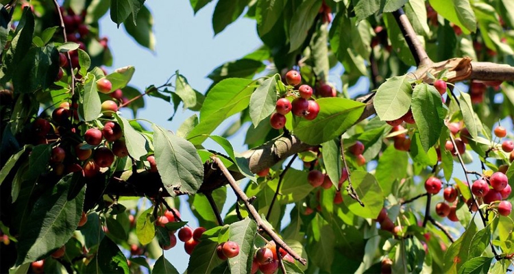 Nie polecamy odmiany ?Fryderyk Chopin? ponieważ jest bardzo podatna na parcha Fot.Pixabay